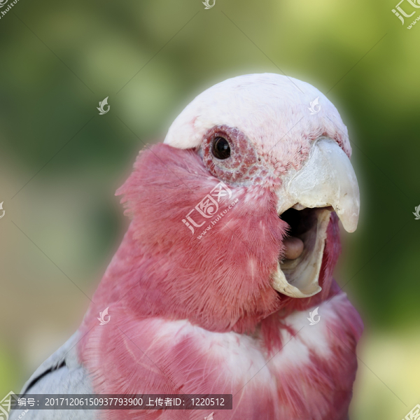 鳥(niǎo)