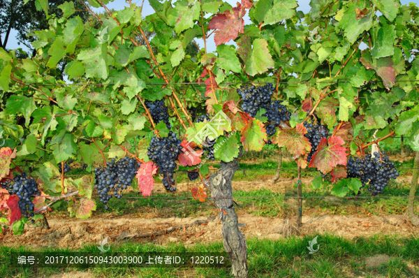 在奧地利布爾根蘭州的葡萄品種blaufrankisch