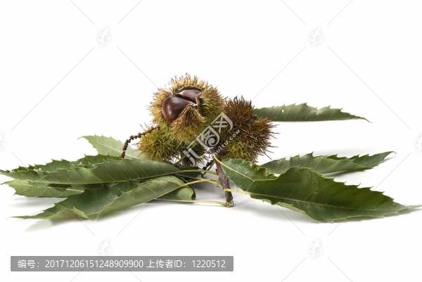 食物