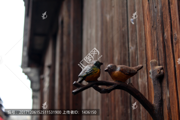 小鳥