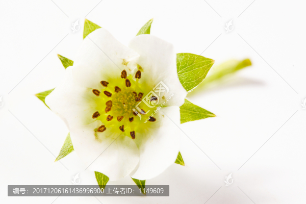 草莓花