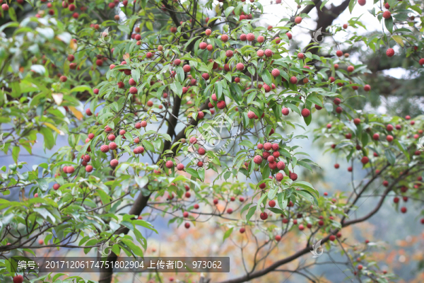 香港四照,野荔枝,果枝