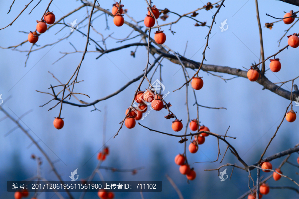 紅柿子
