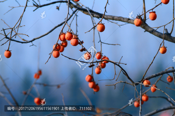 紅柿子