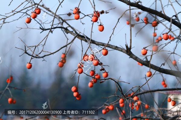柿子樹(shù)