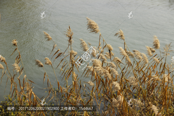 蘆葦