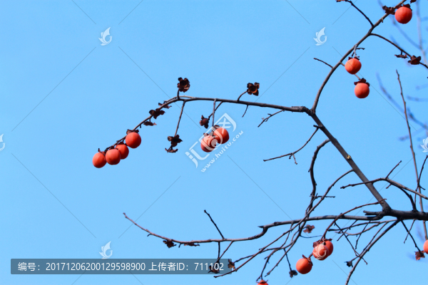 柿子樹