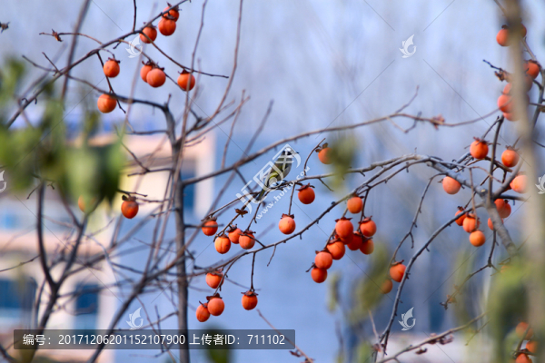 紅柿子