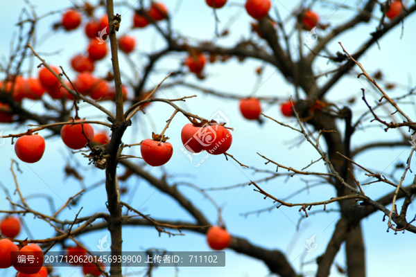 紅柿子