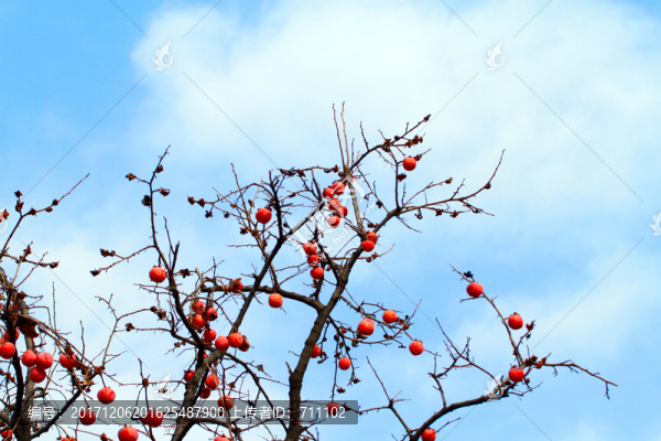 紅柿子