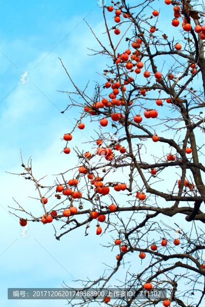 紅柿子