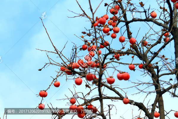 紅柿子