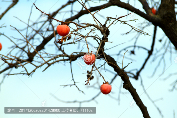 紅柿子