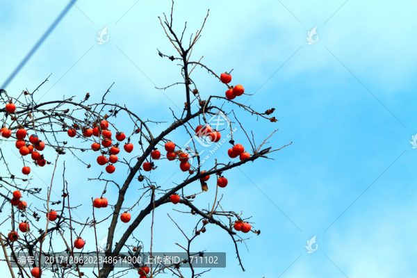 柿,子