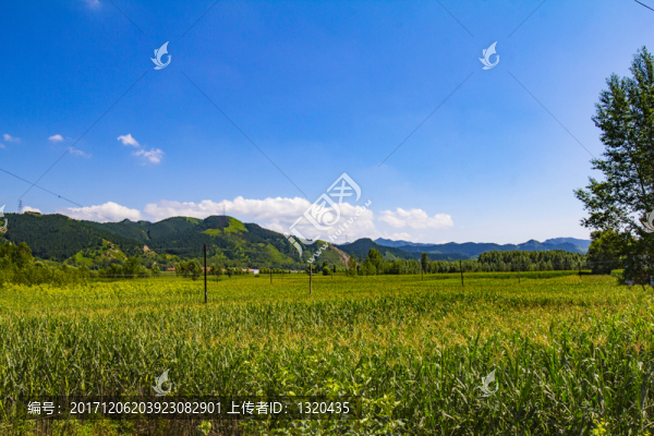 綠色田野