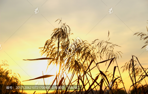 蘆葦,夕陽(yáng)