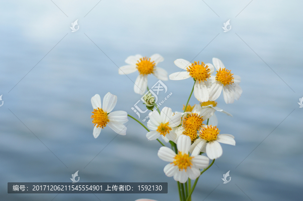 戶外野菊花