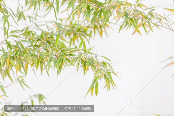 竹葉