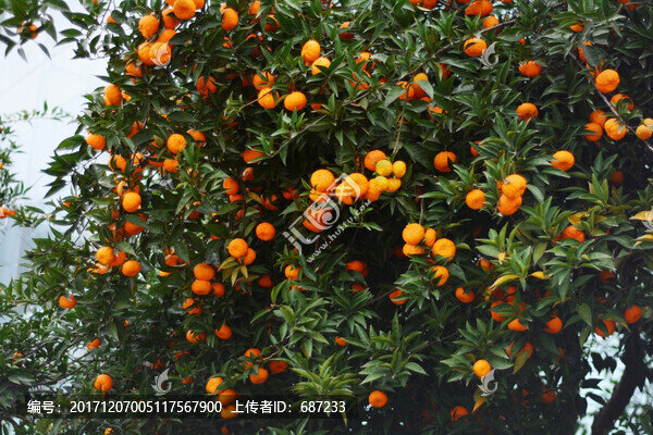 果園蜜桔桔子