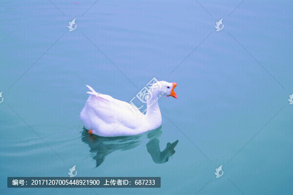 白鵝