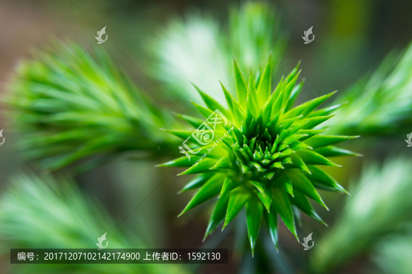 松樹苗,松針
