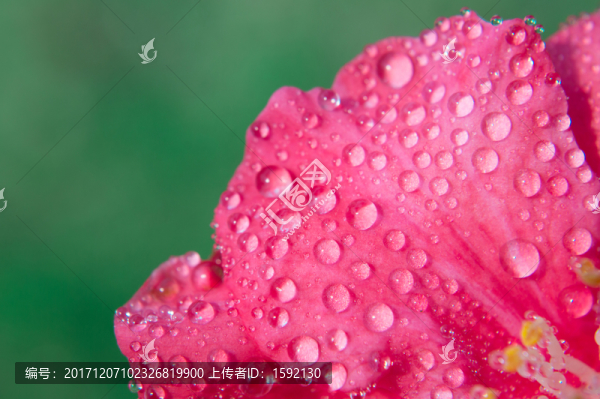 微距水珠,鮮花水珠