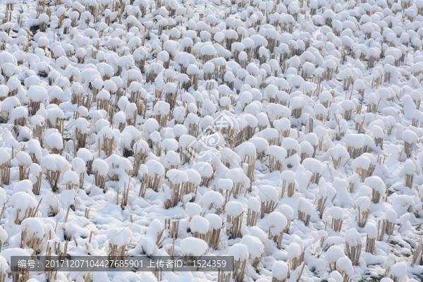 雪