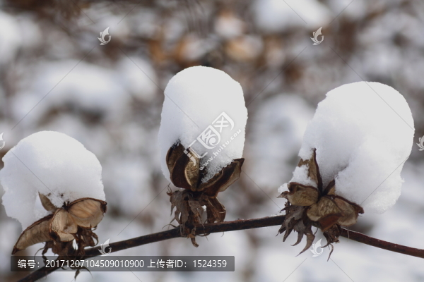 棉花上的雪花