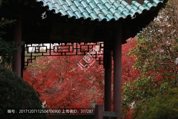 紅楓葉