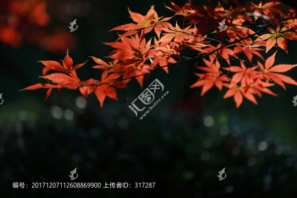 紅楓葉