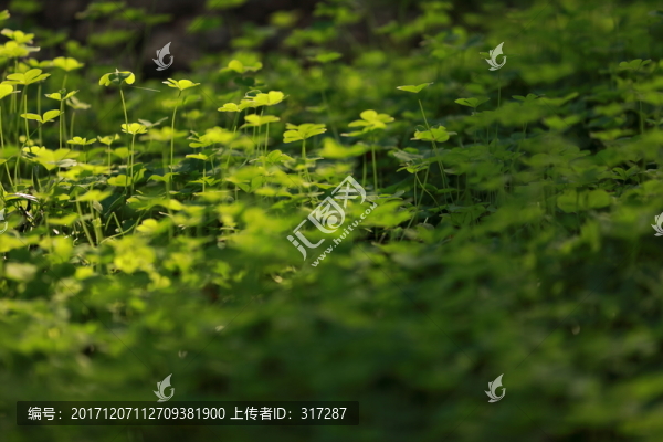 綠色的小草
