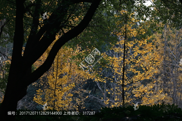 秋天的樹林