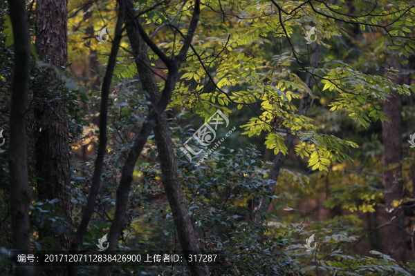 秋天的樹林