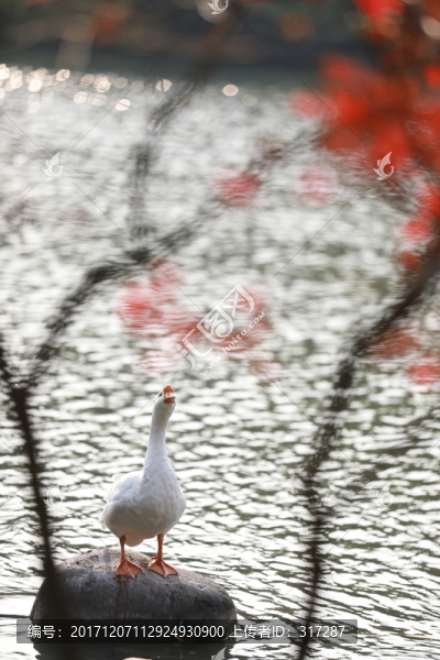 鵝