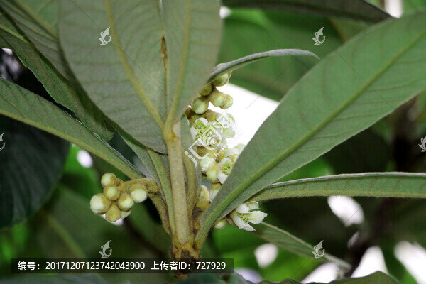 枇杷花
