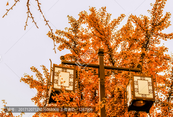 銀杏樹