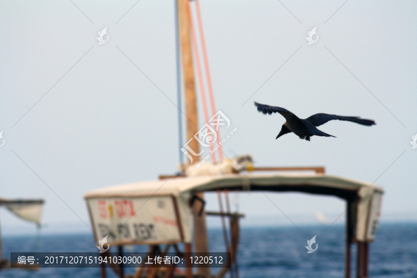 鳥