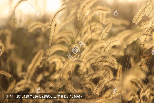 秋意,狗尾草