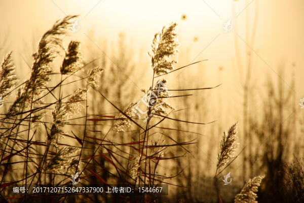 秋景,蘆葦