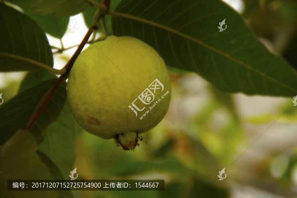 番石榴