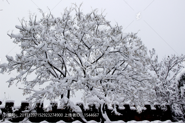 雪景