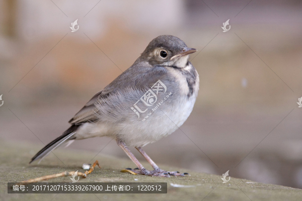 動物