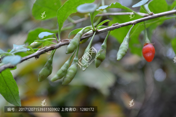 野生枸杞