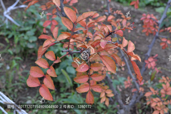 秋意,花椒枝葉