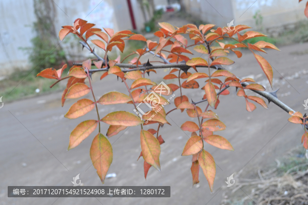 秋意,花椒枝葉