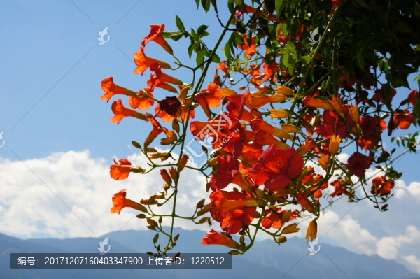 凌霄花