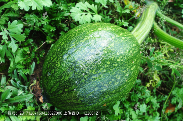 食物