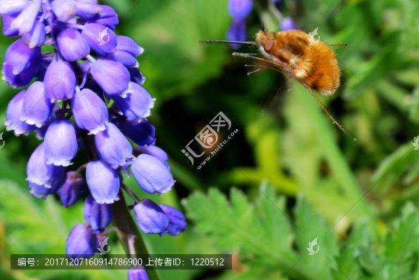 大黃蜂在anflug