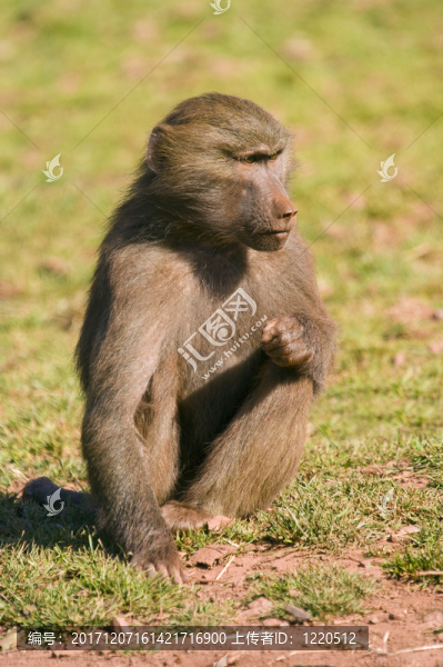 動物