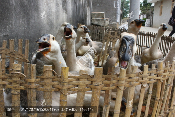飼養(yǎng)的群鵝